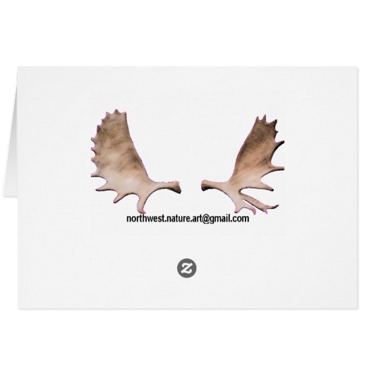 Atlantic Puffins (Back Horizontal)