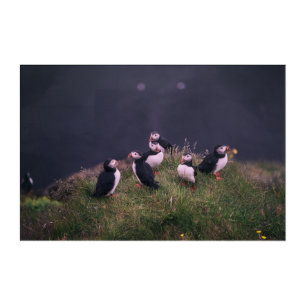 Atlantic Puffins Acrylic Print