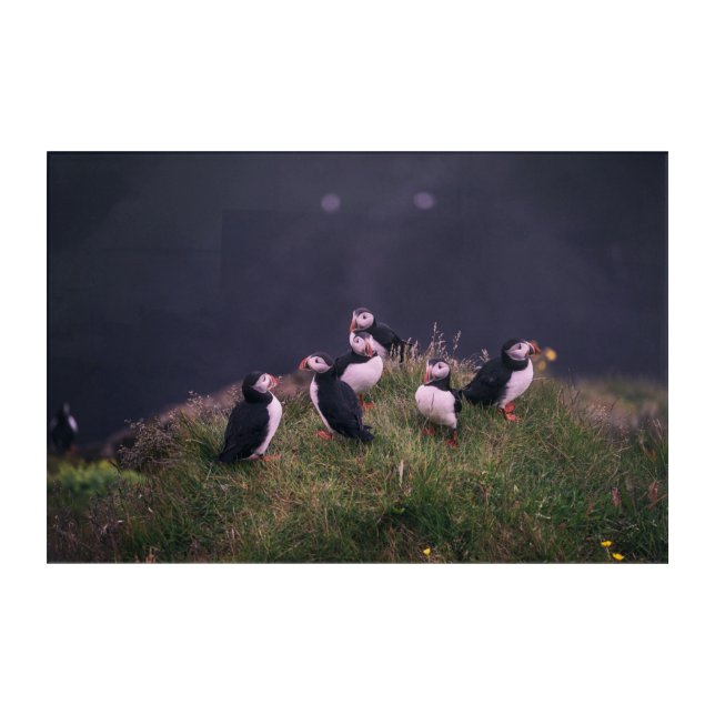 Atlantic Puffins Acrylic Print (Front)