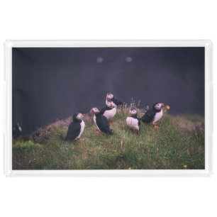 Atlantic Puffins Acrylic Tray