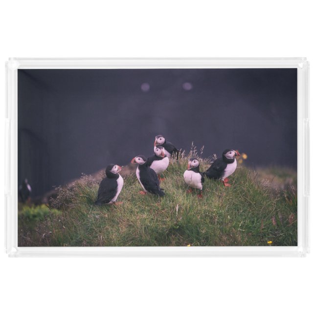 Atlantic Puffins Acrylic Tray (Front)