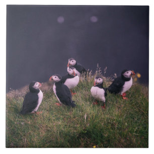 Atlantic Puffins Ceramic Tile
