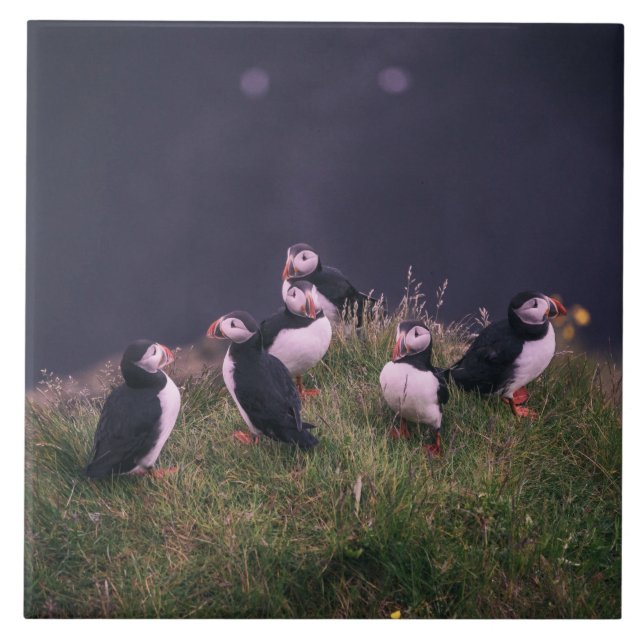 Atlantic Puffins Ceramic Tile (Front)