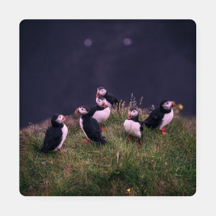 Atlantic Puffins Coaster Set
