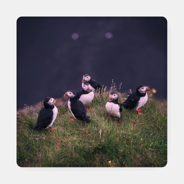 Atlantic Puffins Coaster Set (Single)