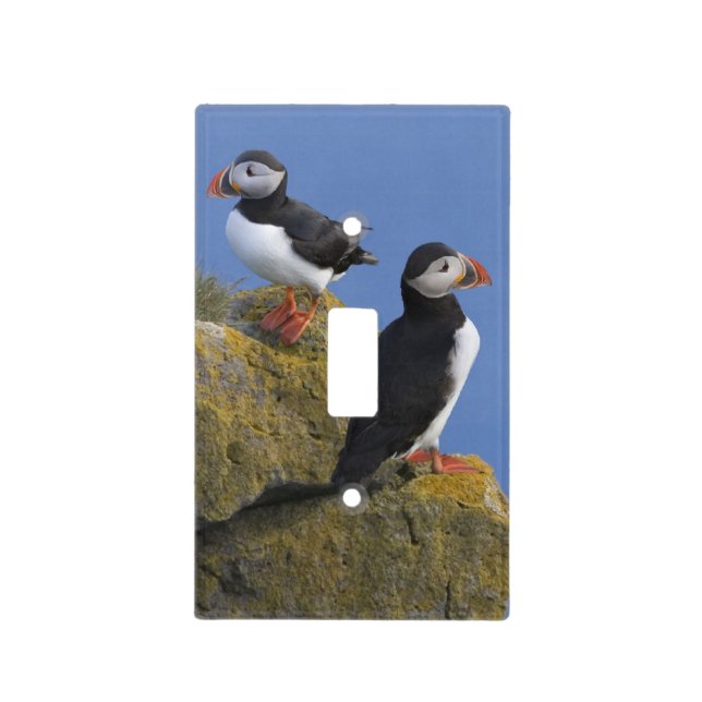 Atlantic Puffins (Fratercula arctica) on cliff Light Switch Cover (Front)