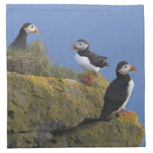Atlantic Puffins (Fratercula arctica) on cliff Napkin