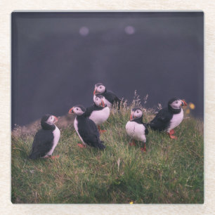 Atlantic Puffins Glass Coaster