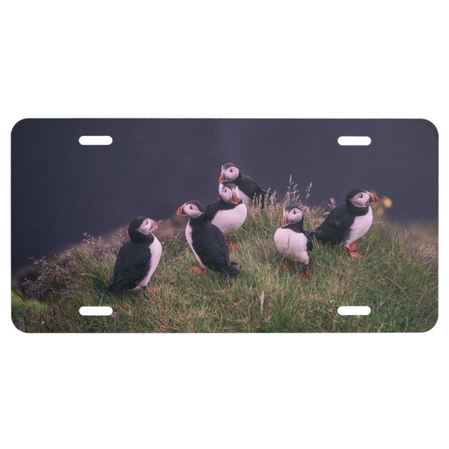 Atlantic Puffins License Plate (Front)