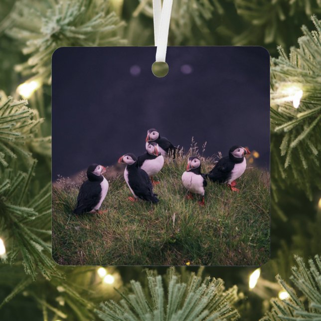 Atlantic Puffins Metal Ornament (Insitu)