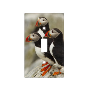 Atlantic Puffins on Machias Seal Island Light Switch Cover
