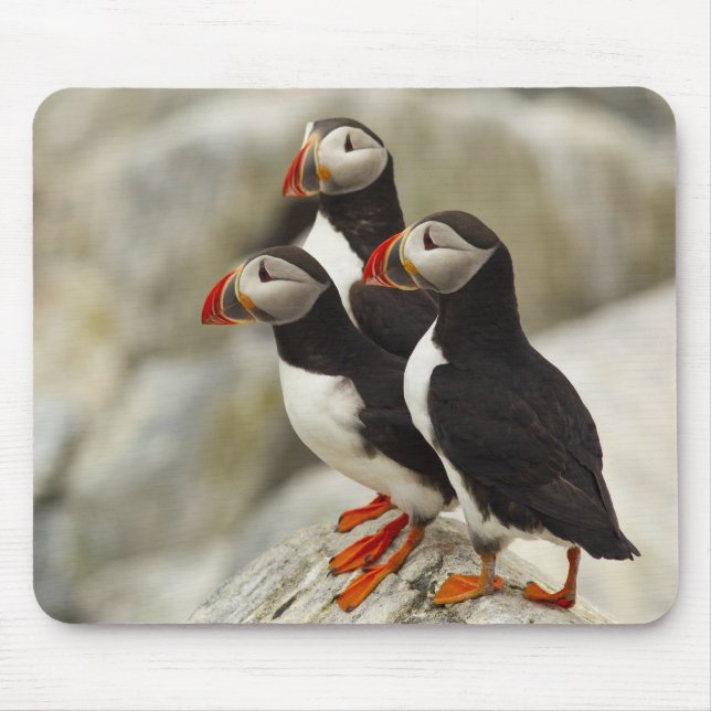 Atlantic Puffins on Machias Seal Island Mouse Pad (Front)