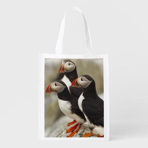 Atlantic Puffins on Machias Seal Island off the Grocery Bag