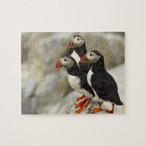 Atlantic Puffins on Machias Seal Island off the Jigsaw Puzzle