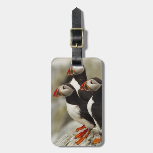 Atlantic Puffins on Machias Seal Island off the Luggage Tag