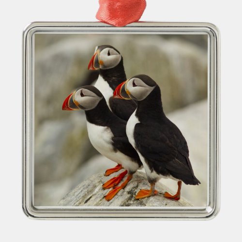 Atlantic Puffins on Machias Seal Island off the Metal Ornament