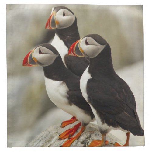 Atlantic Puffins on Machias Seal Island off the Napkin