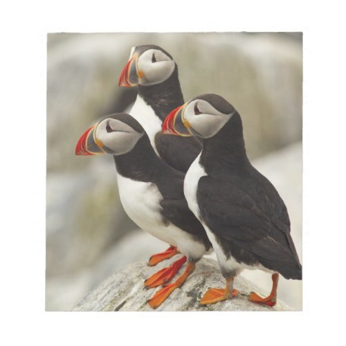 Atlantic Puffins on Machias Seal Island off the Notepad