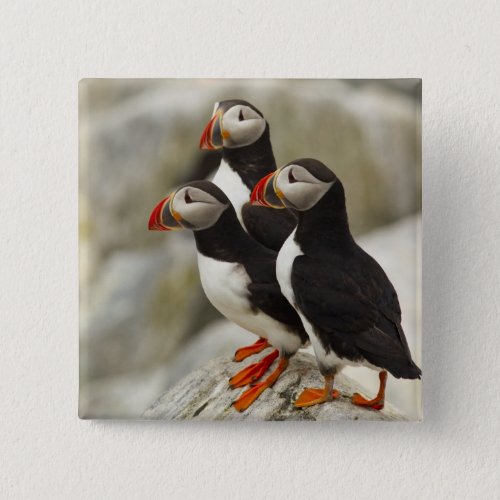 Atlantic Puffins on Machias Seal Island off the Pinback Button