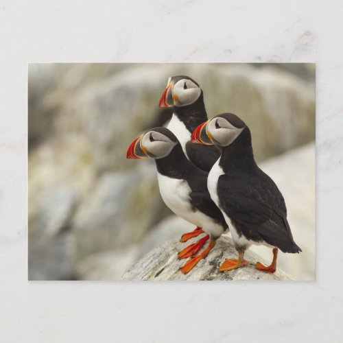 Atlantic Puffins on Machias Seal Island off the Postcard