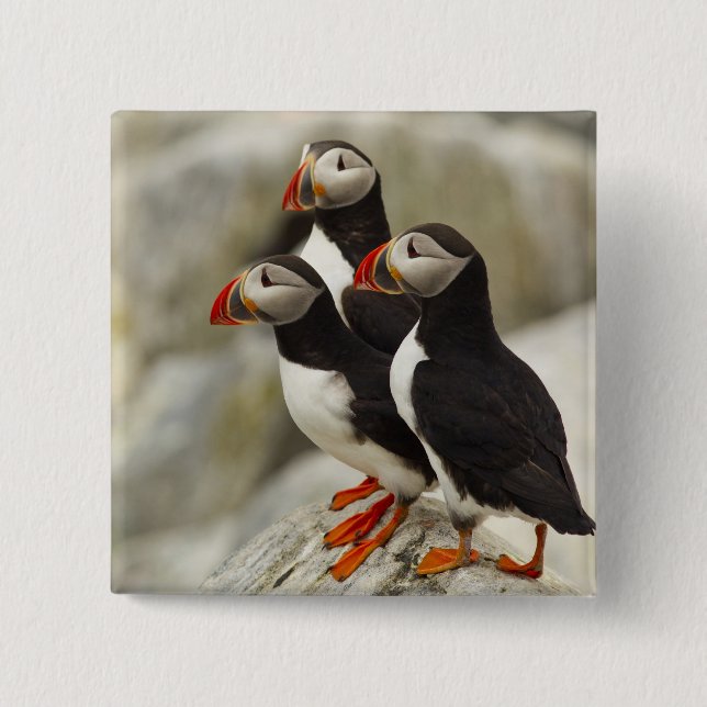 Atlantic Puffins on Machias Seal Island Pinback Button (Front)