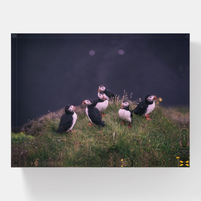 Atlantic Puffins Paperweight (Front)