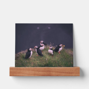 Atlantic Puffins Picture Ledge