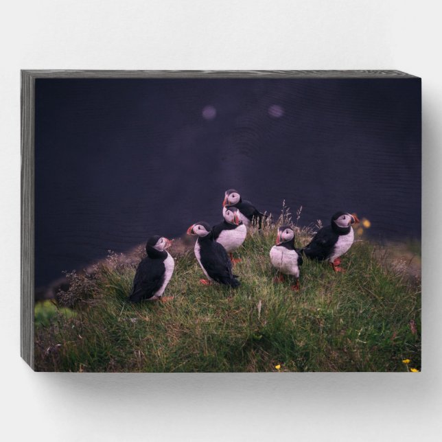 Atlantic Puffins Wooden Box Sign (Front Horizontal)