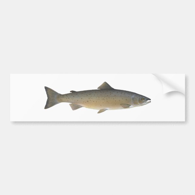 Atlantic Salmon Bumper Sticker (Front)