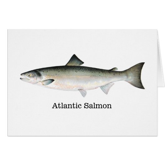 Atlantic Salmon Cards (Front Horizontal)