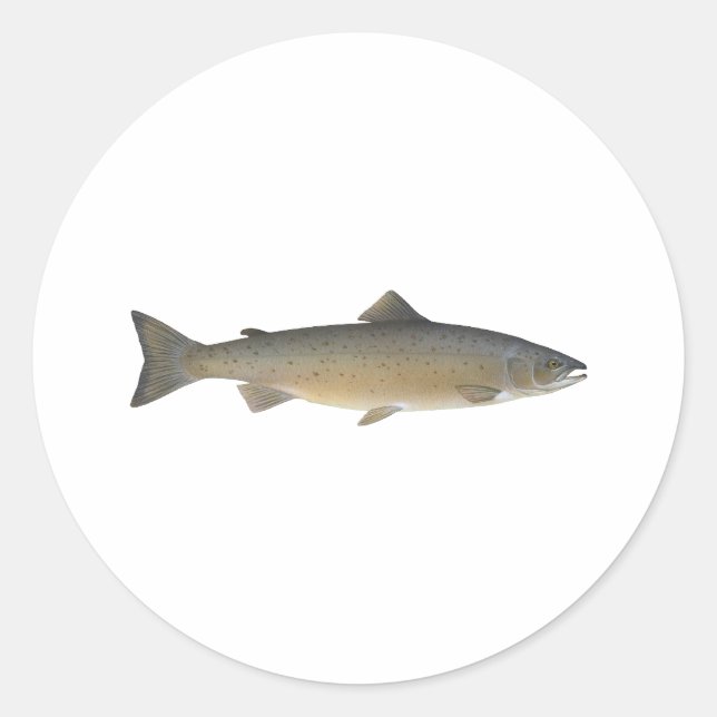 Atlantic Salmon Classic Round Sticker (Front)