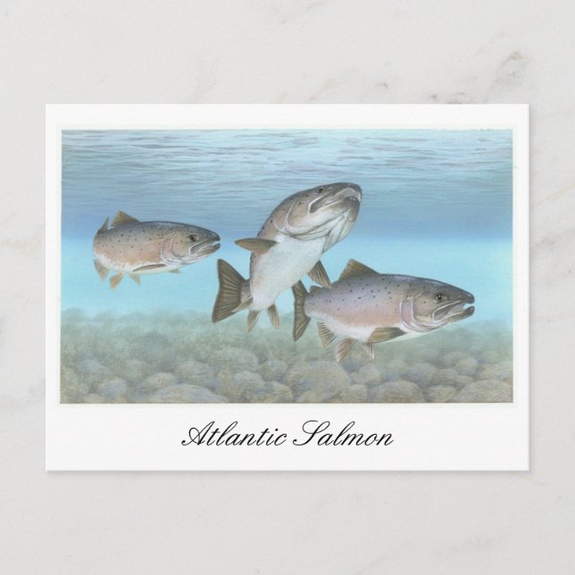 Atlantic Salmon Painting Postcard (Front)