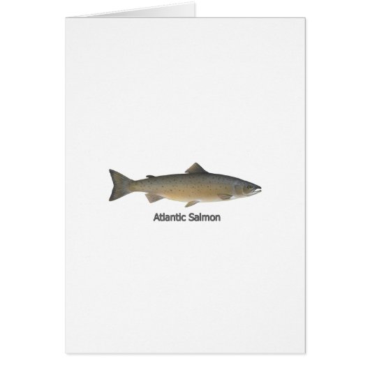 Atlantic Salmon (titled) Cards (Front)