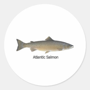 Atlantic Salmon (titled) Classic Round Sticker