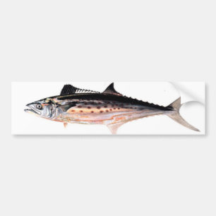 Atlantic Spanish Mackerel Bumper Sticker