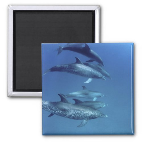 Atlantic spotted dolphins Bimini Bahamas 5 Magnet