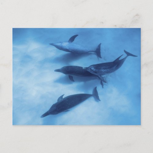 Atlantic spotted dolphins Bimini Bahamas 7 Postcard