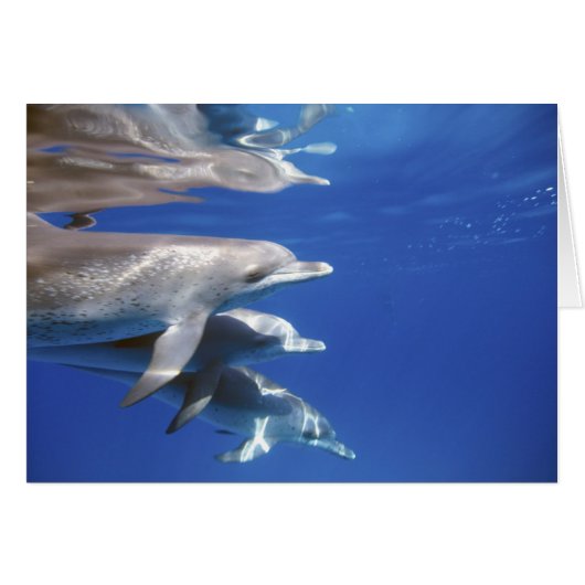 Atlantic spotted dolphins. Bimini, Bahamas Cards (Front Horizontal)