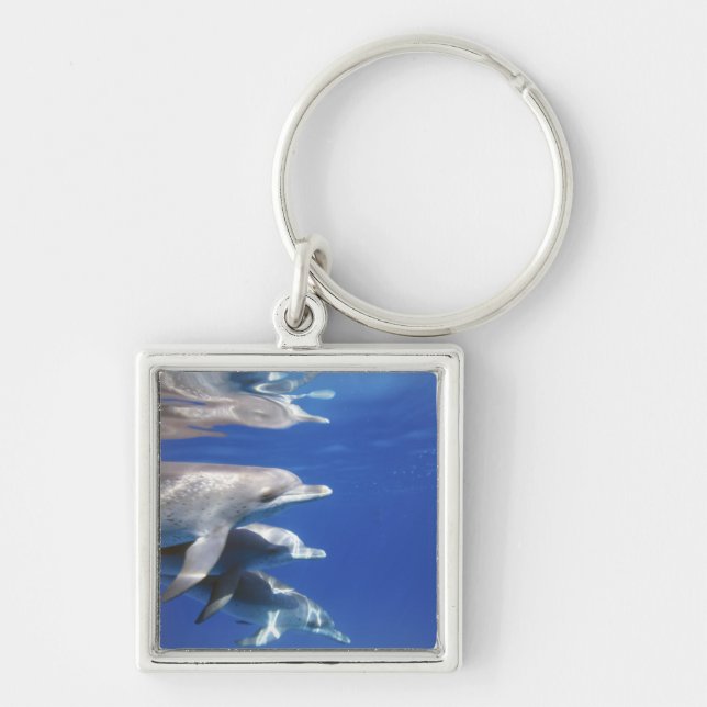 Atlantic spotted dolphins. Bimini, Bahamas Keychain (Front)