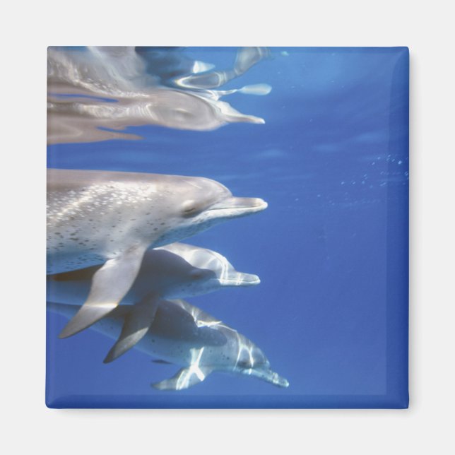 Atlantic spotted dolphins. Bimini, Bahamas Magnet (Front)