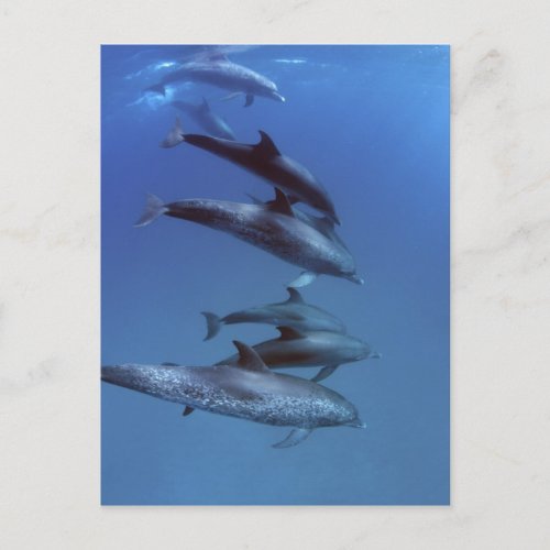 Atlantic spotted dolphins Bimini Bahamas Postcard