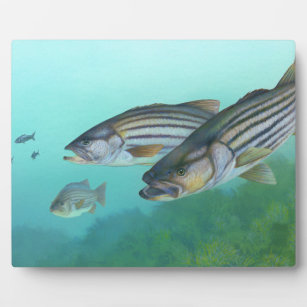 Atlantic Striped Bass Fish Morone Saxatilis Plaque