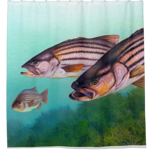 Atlantic Striped Bass Fish Shower Curtain