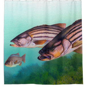 Atlantic Striped Bass Fish Shower Curtain