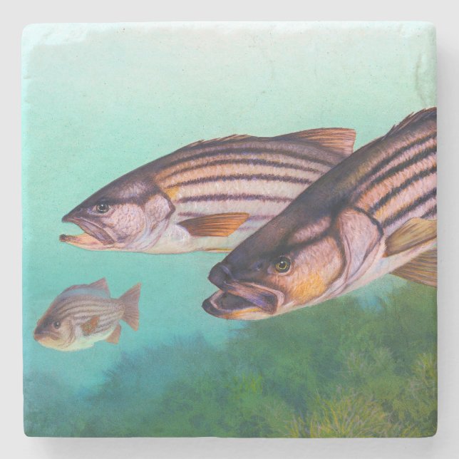 Atlantic Striped Bass stiper Stone Coaster (Front)