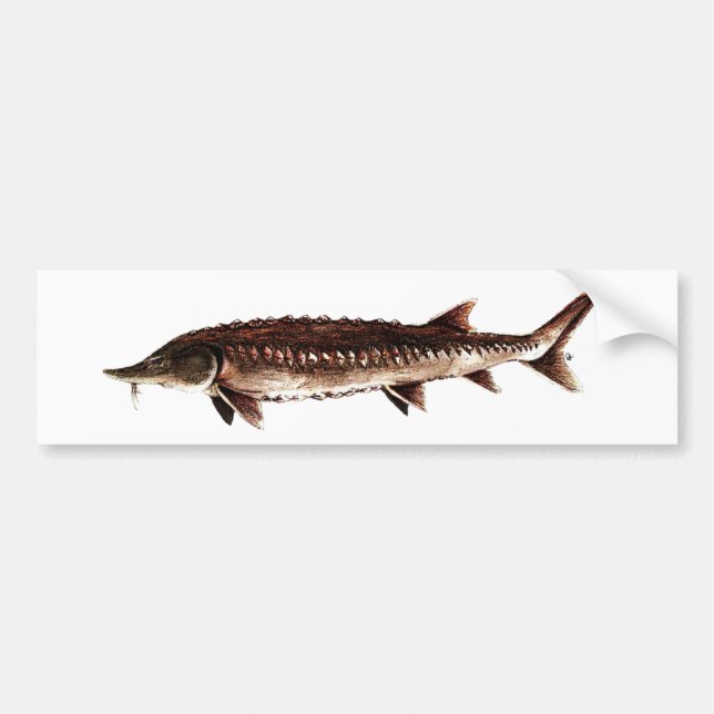 Atlantic Sturgeon - Acipenser oxyrinchus Bumper Sticker (Front)