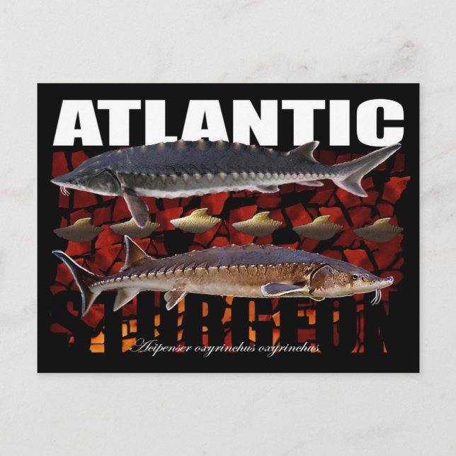 Atlantic Sturgeon-Collage-Postcard Postcard (Front)
