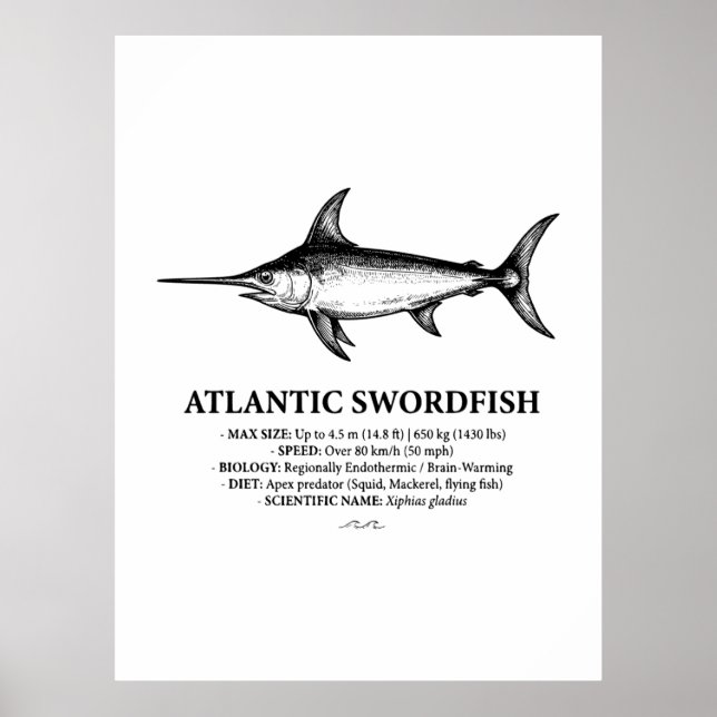 Atlantic Swordfish Scientific Illustration  Poster (Front)