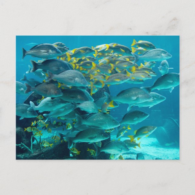 Atlantis Fish Aquarium Postcard (Front)