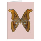 Atlas Moth (Front)